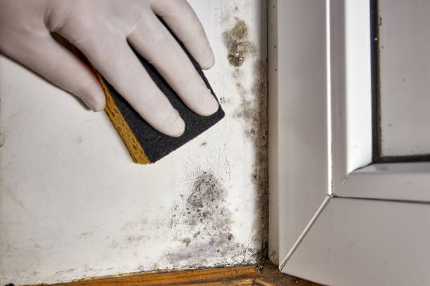 Best Mold Remediation for Vacation Homes  in South Tucson, AZ